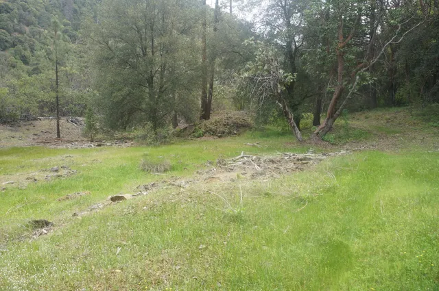 a view of a yard with a tree