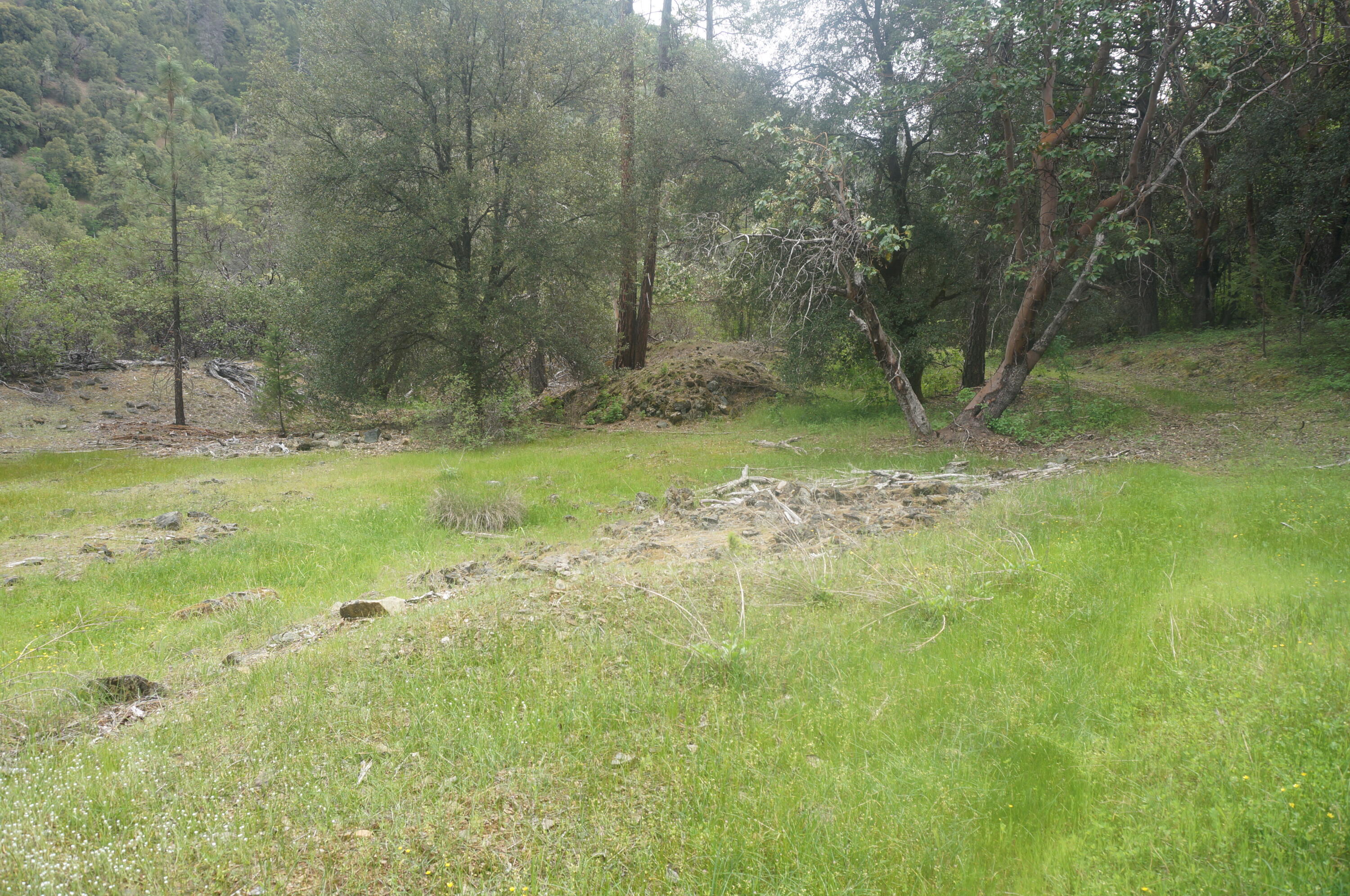 6269 Dutch Creek Road Junction City, CA 96048 - Photo 27 of 33 a view of a yard with a tree