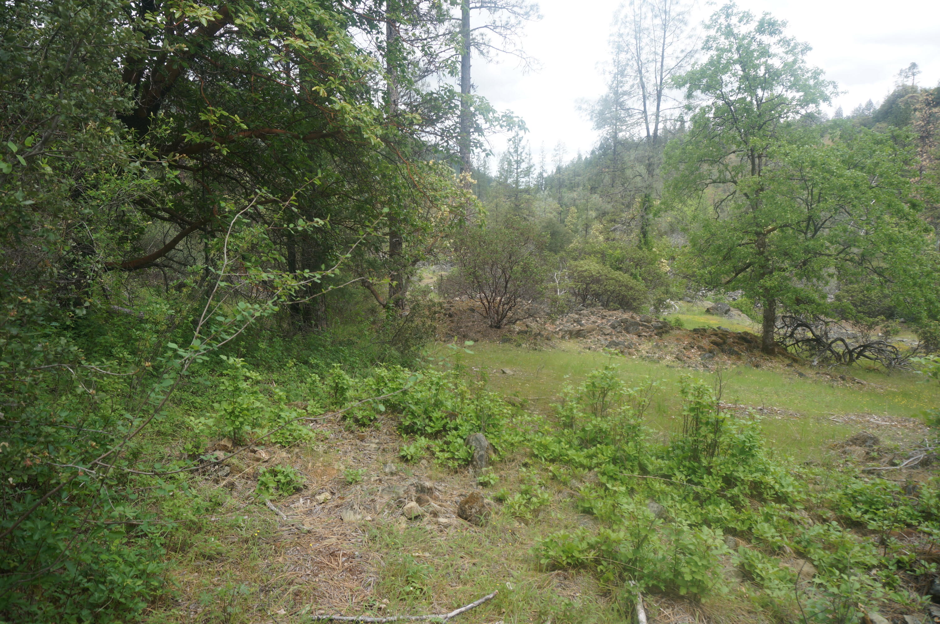 6269 Dutch Creek Road Junction City, CA 96048 - Photo 28 of 33 a view of a lush green forest with lots of trees