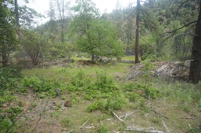 a view of a forest filled with trees