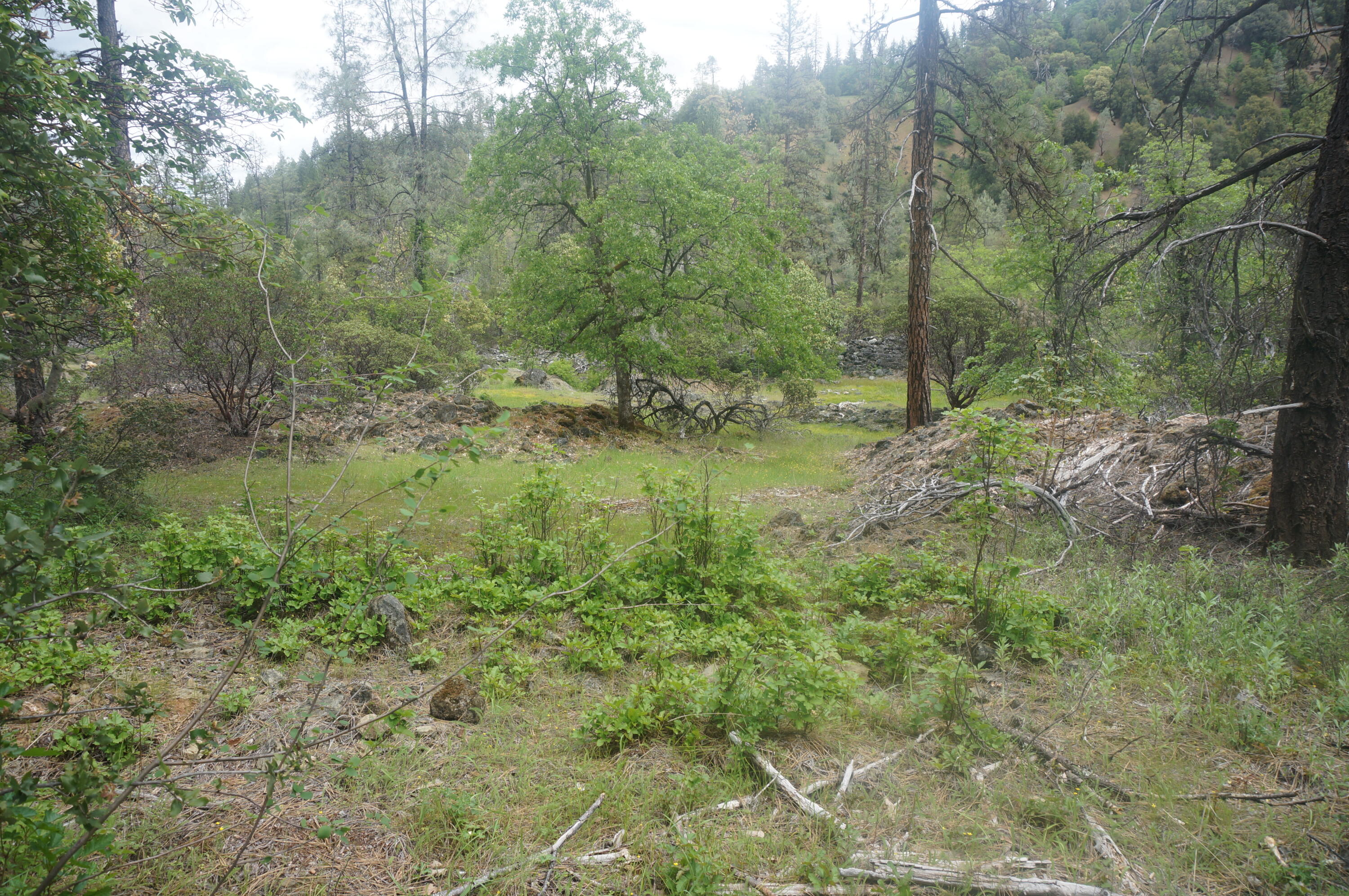 6269 Dutch Creek Road Junction City, CA 96048 - Photo 29 of 33 a view of a forest filled with trees