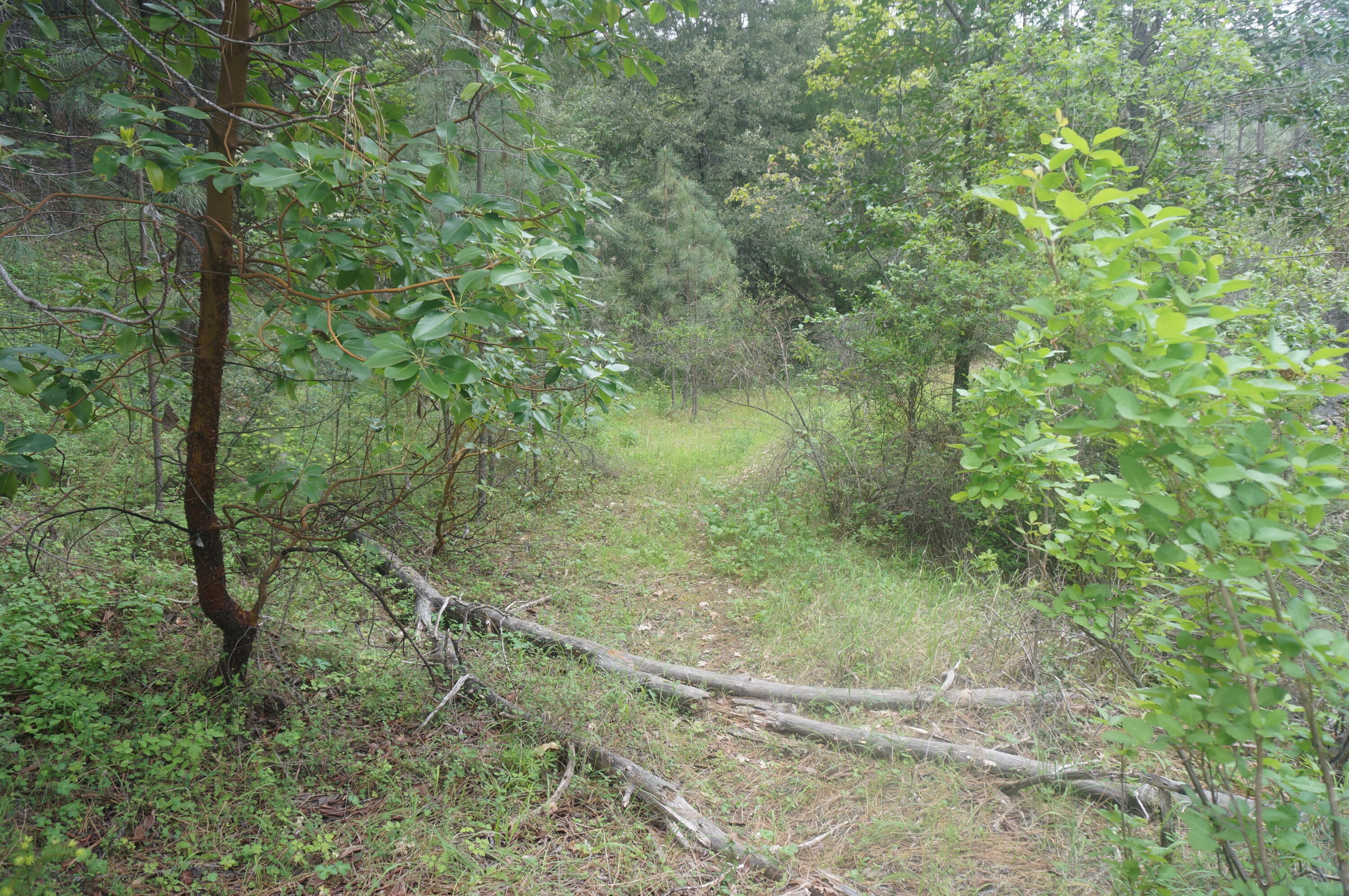 6269 Dutch Creek Road Junction City, CA 96048 - Photo 31 of 33 a view of a forest