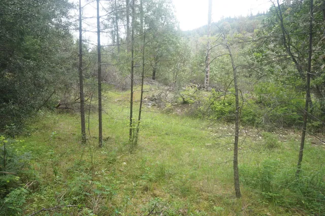 a view of a forest from a shower