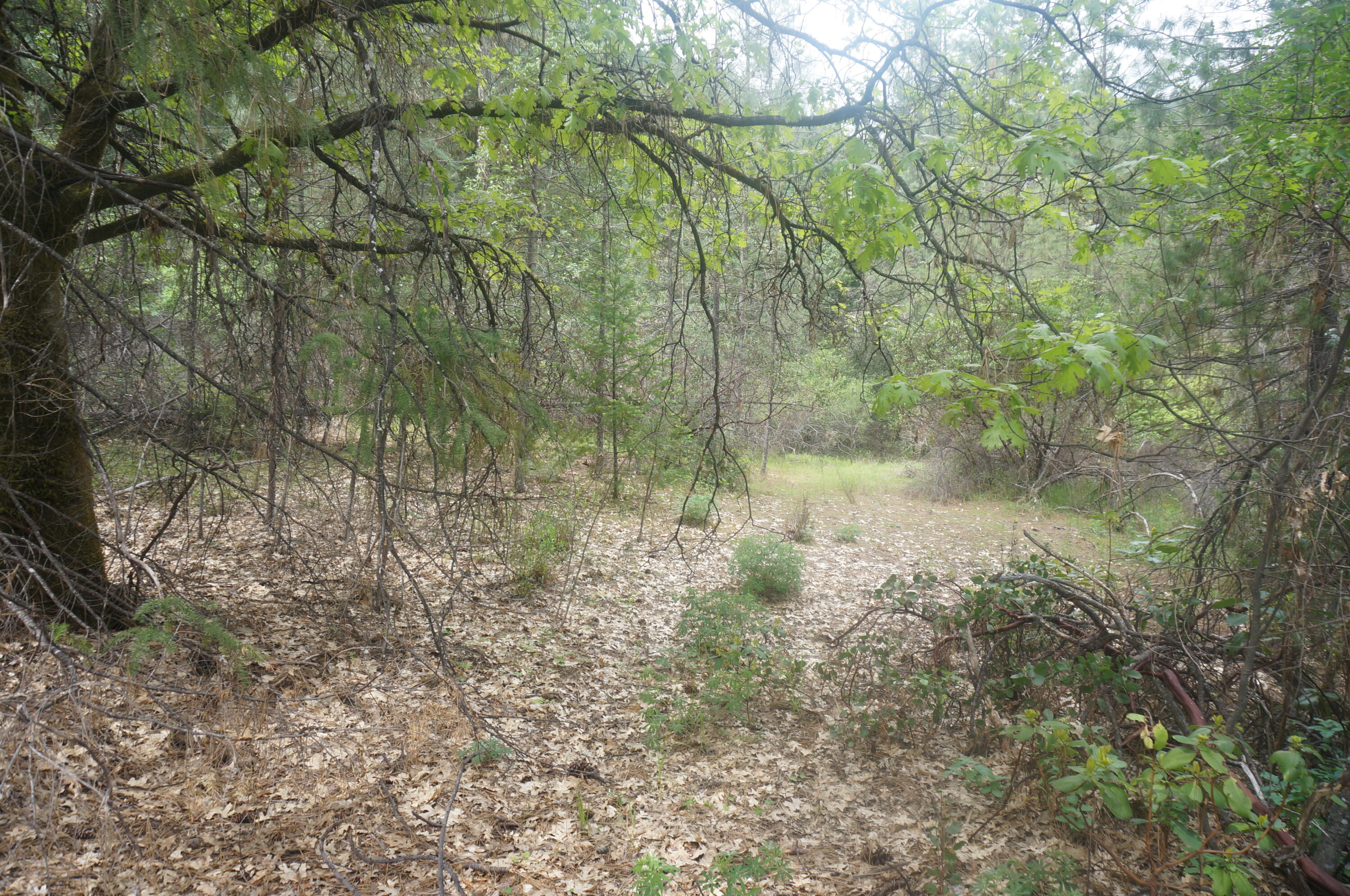 6269 Dutch Creek Road Junction City, CA 96048 - Photo 33 of 33 a backyard of a house with lots of green space