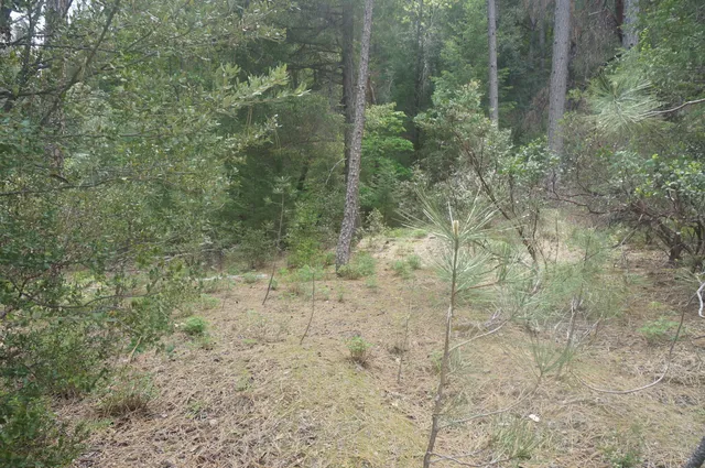a view of a forest with trees in the background