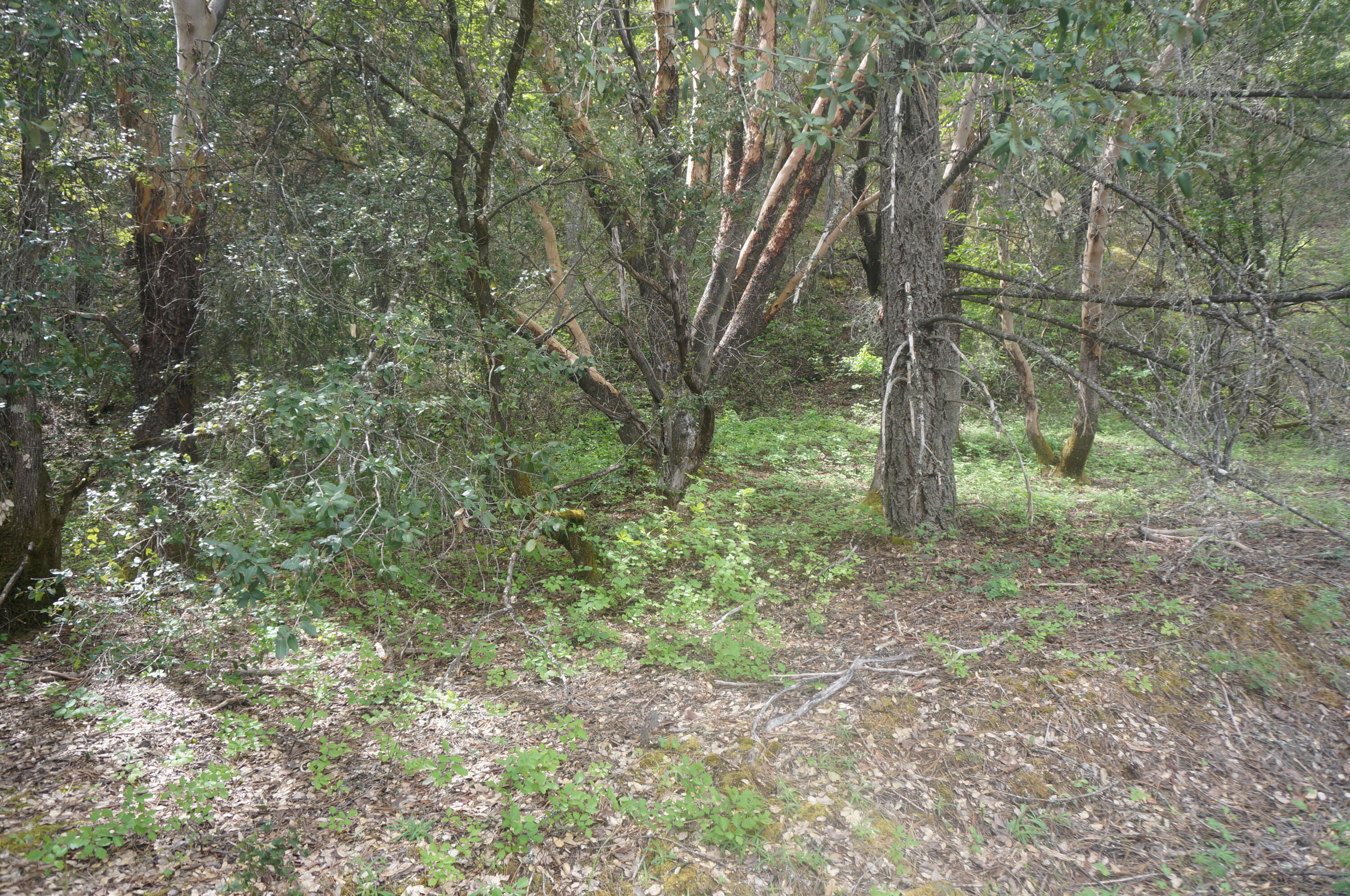 6269 Dutch Creek Road Junction City, CA 96048 - Photo 6 of 33 a view of a forest with trees