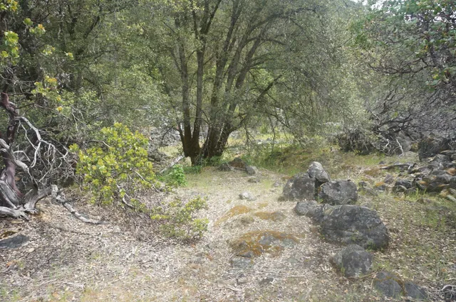 a view of a forest with trees in the background