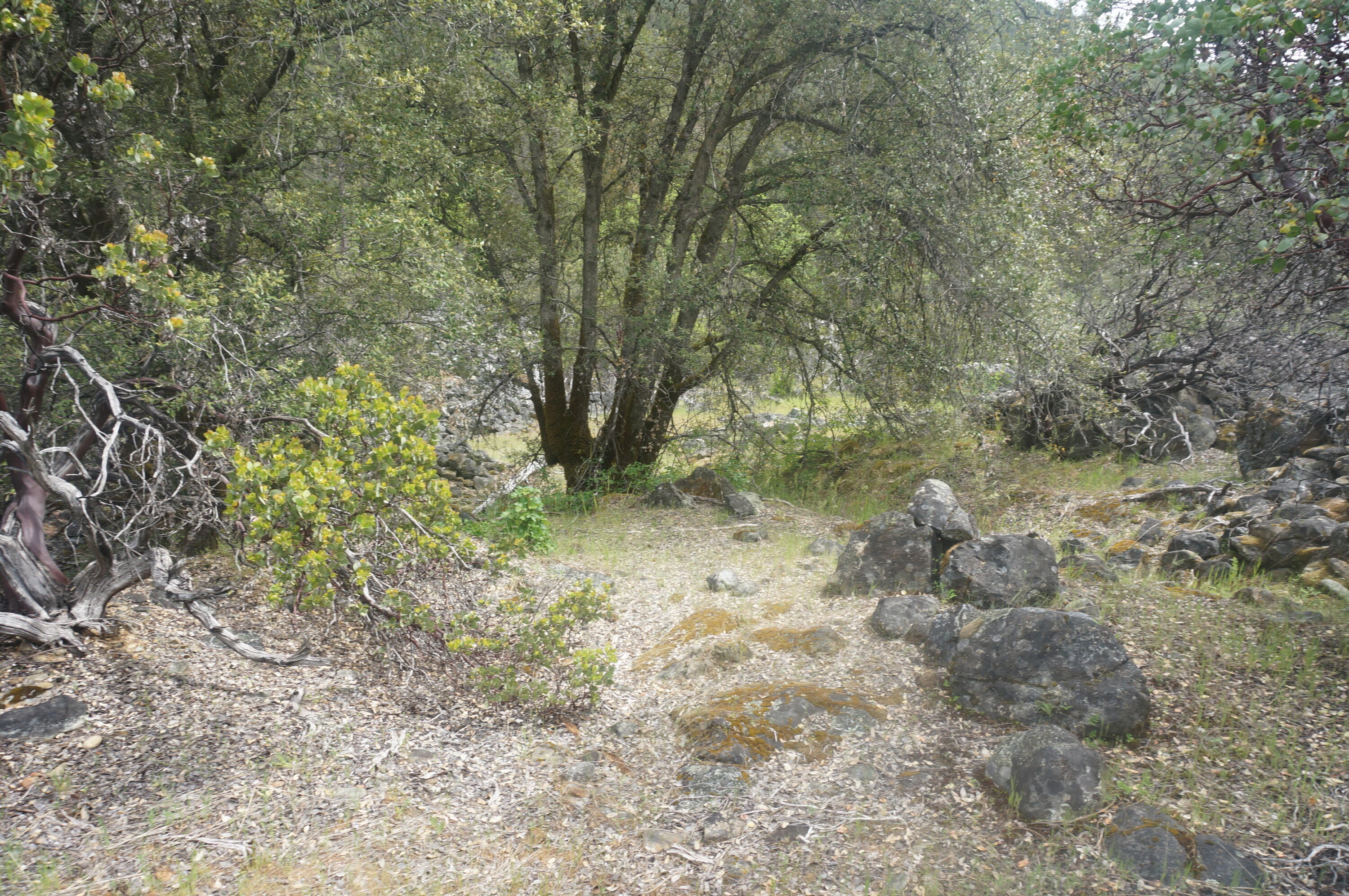 6269 Dutch Creek Road Junction City, CA 96048 - Photo 9 of 33 a view of a forest with trees in the background
