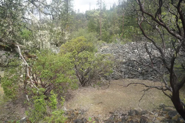 a view of a yard with a tree