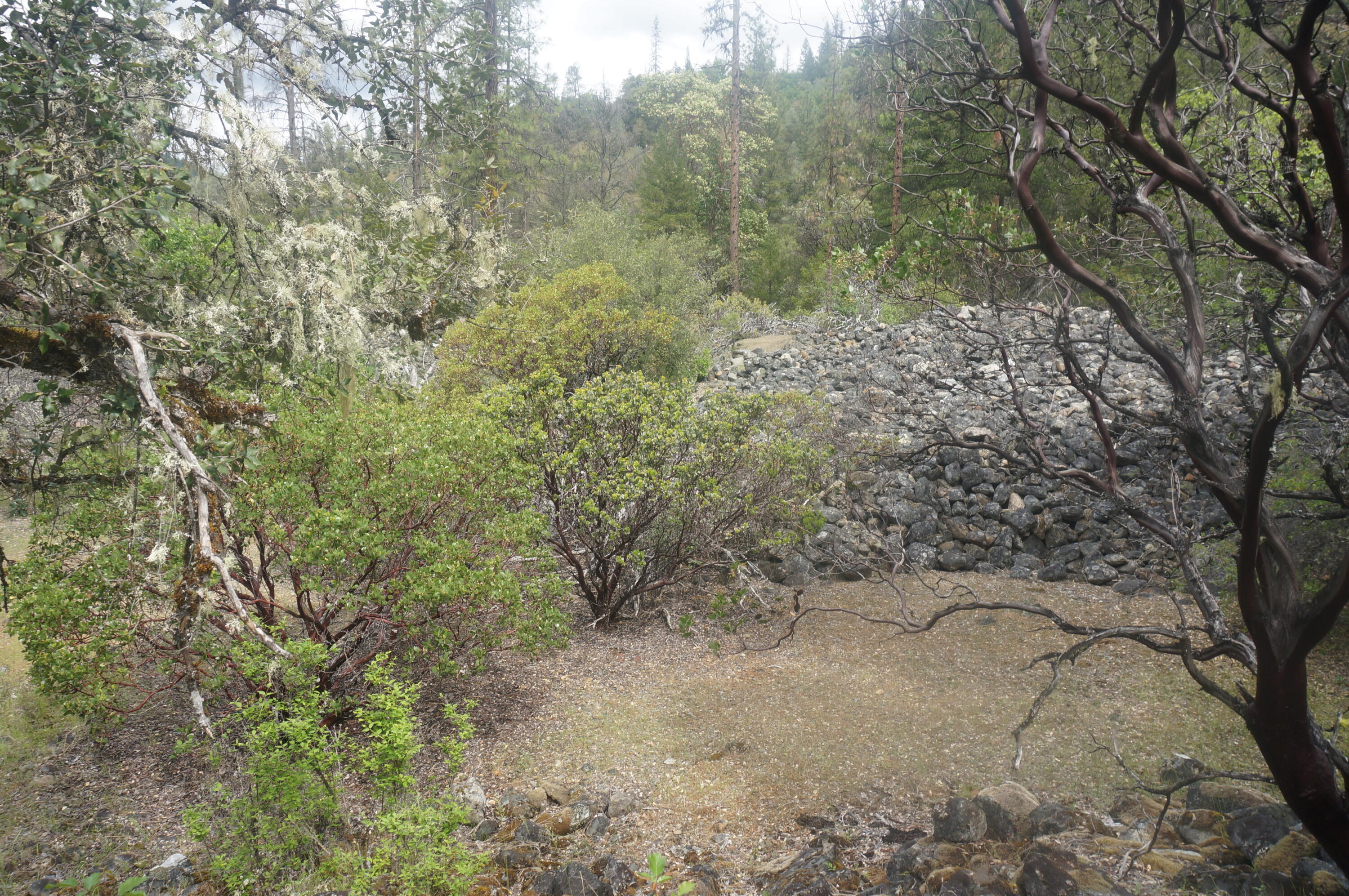 6269 Dutch Creek Road Junction City, CA 96048 - Photo 10 of 33 a view of a yard with a tree