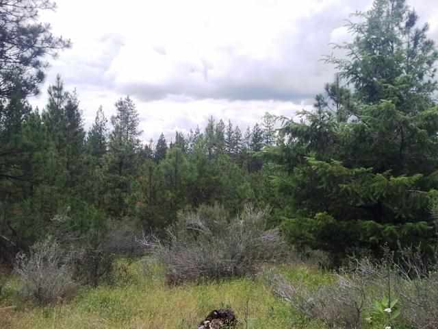 49065 East Cougar Ridge East Ford, WA 99013 - Photo 7 of 11 Gallery Image 7