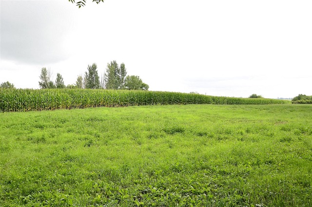 50W338 Ramm Road Maple Park, IL 60151 - Photo 25 of 25 a view of a field with an trees