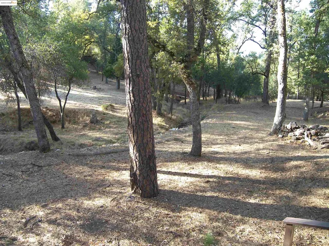 a view of a city street with a large tree