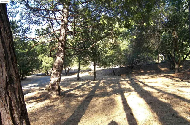a view of a forest with trees in the background