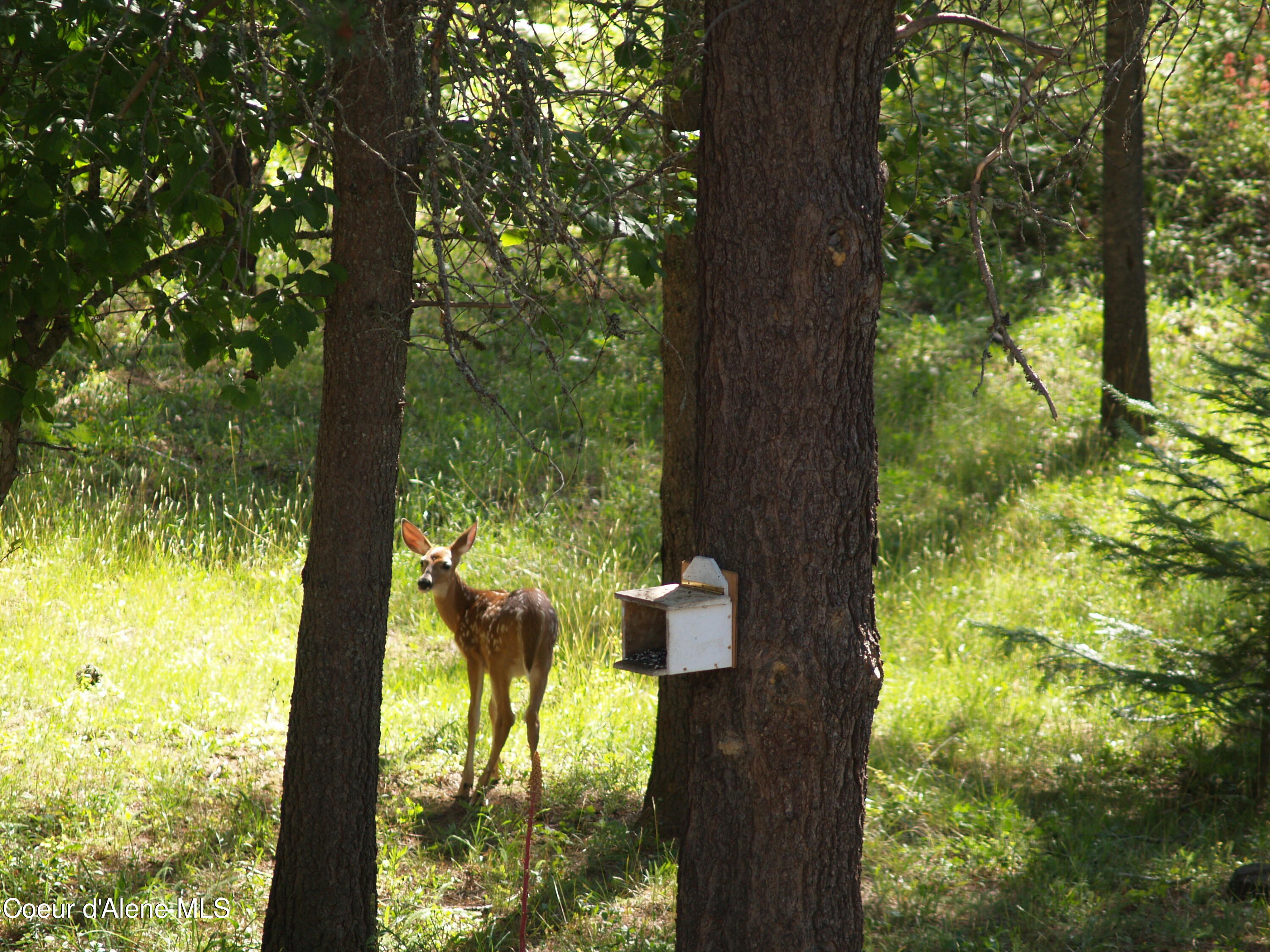 780 Selkirk Road Sandpoint, ID 83864 - Photo 54 of 57 .