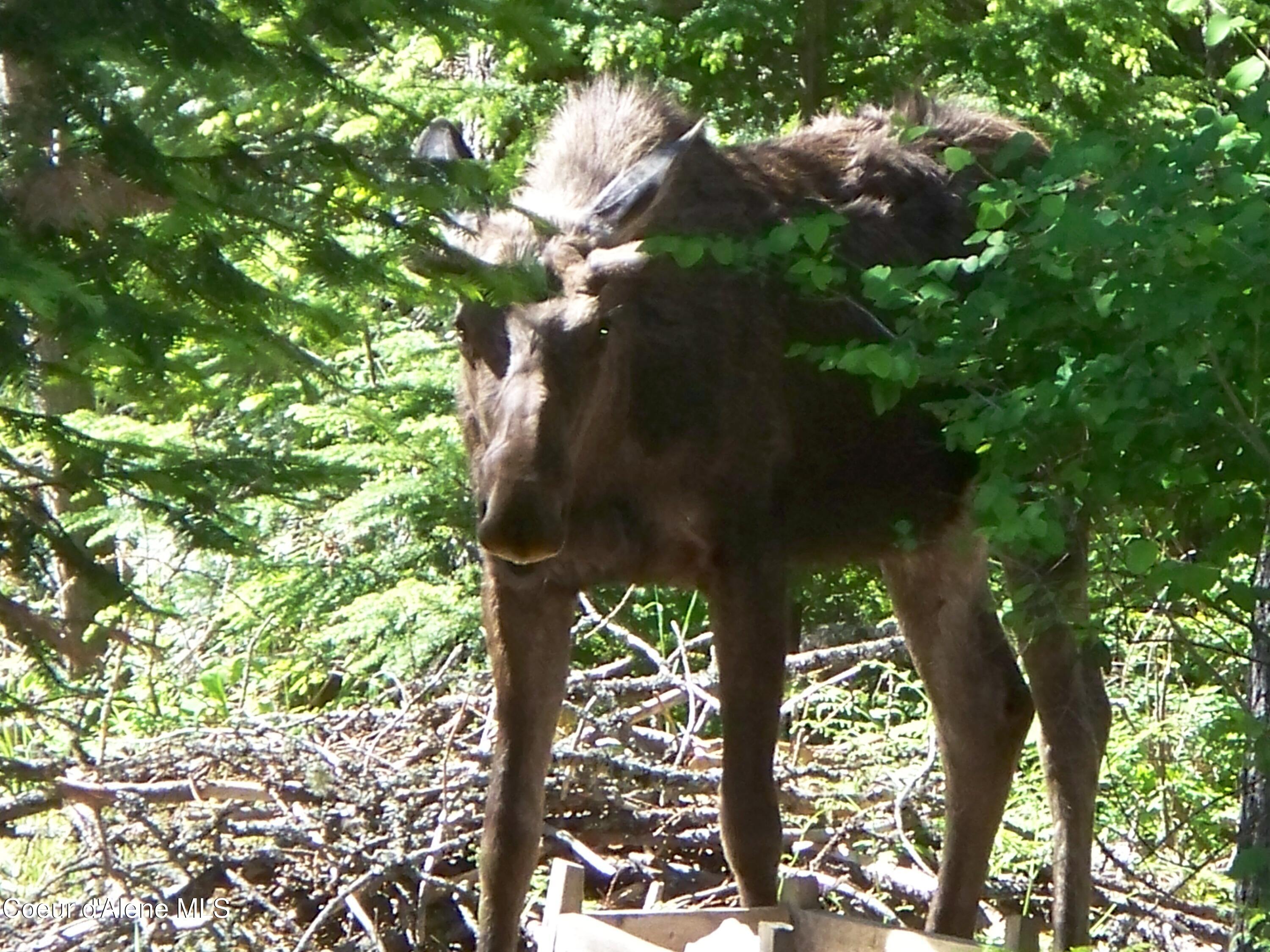 780 Selkirk Road Sandpoint, ID 83864 - Photo 55 of 57 .