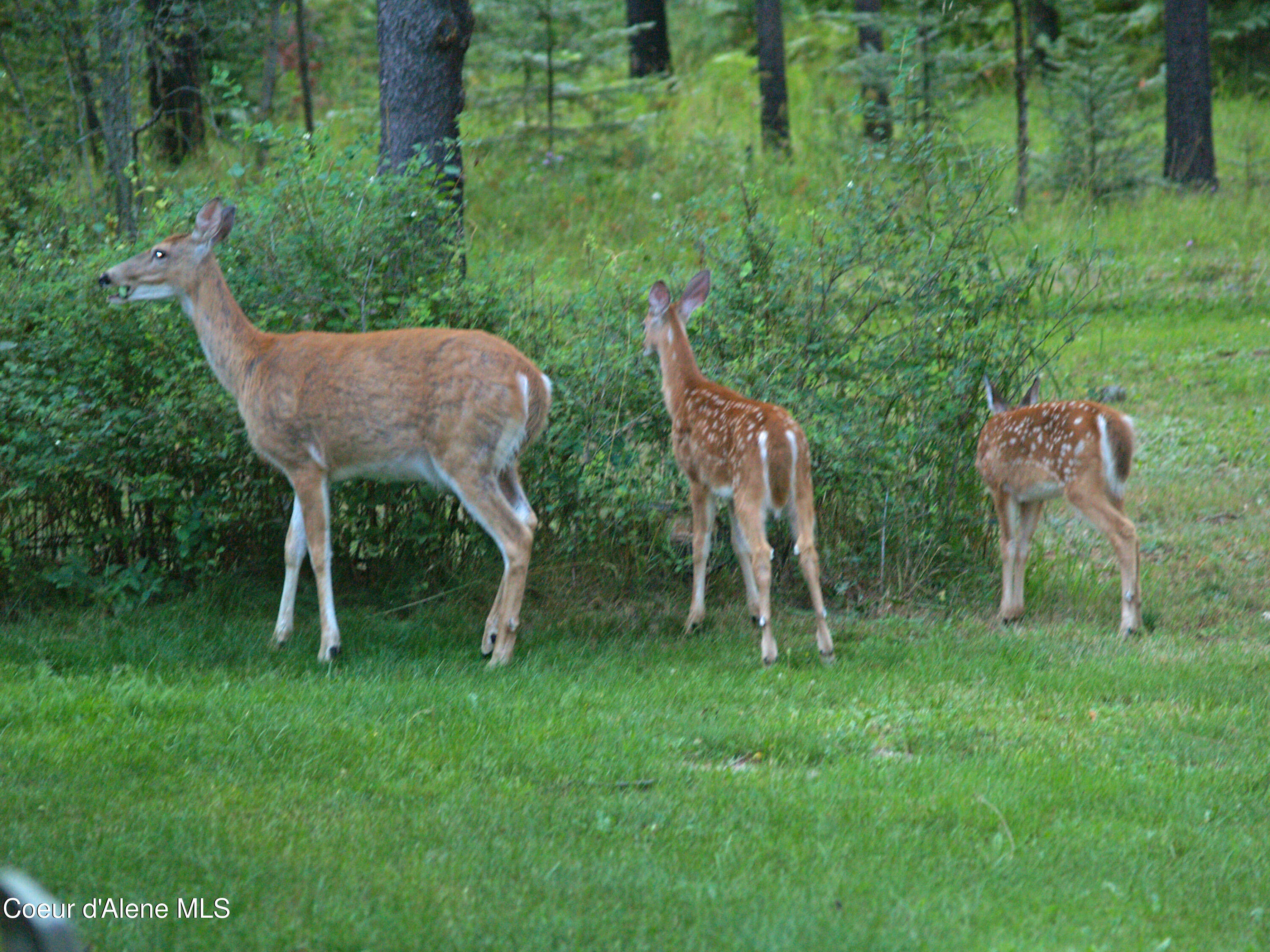 780 Selkirk Road Sandpoint, ID 83864 - Photo 56 of 57 .