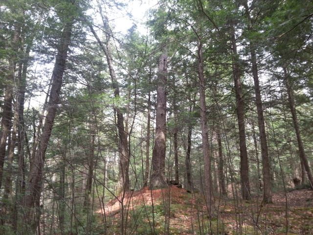 Breakneck Hill Road Charlestown, NH 03603 - Photo 22 of 31 Gallery Image 22