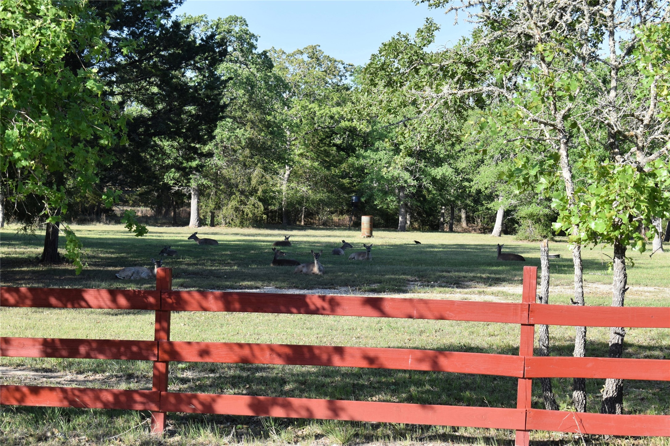 511 Deer Run Trail Somerville, TX 77879 - Photo 3 of 11 Abundant Wildlife nearby