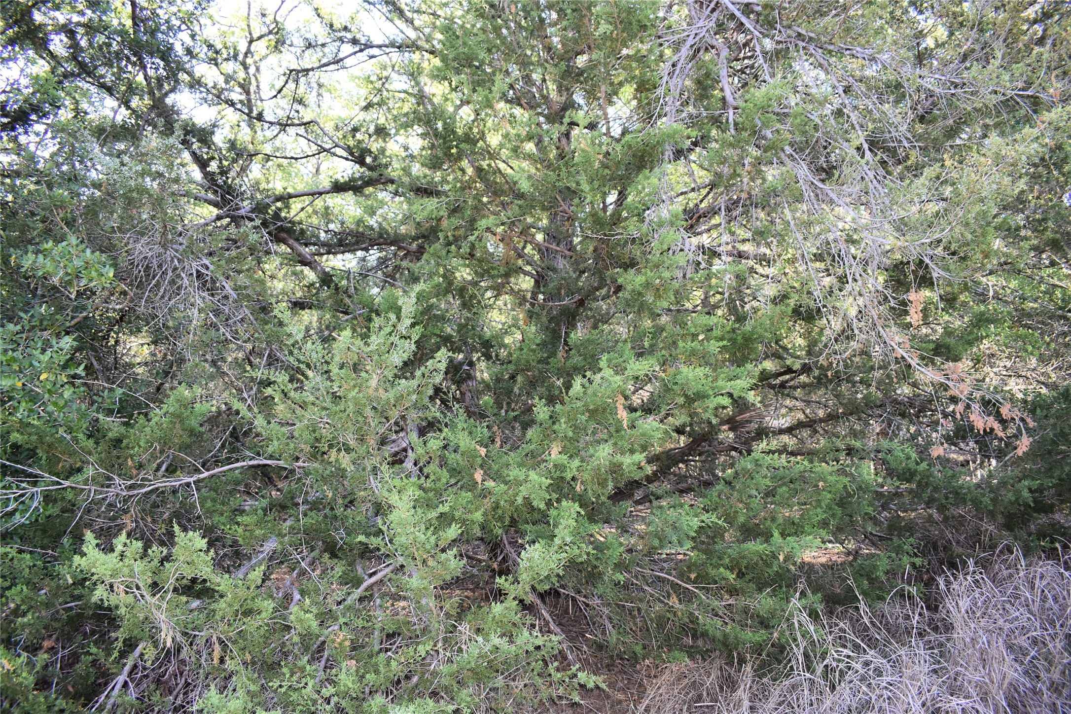 511 Deer Run Trail Somerville, TX 77879 - Photo 8 of 11 Cedar Trees and low brush