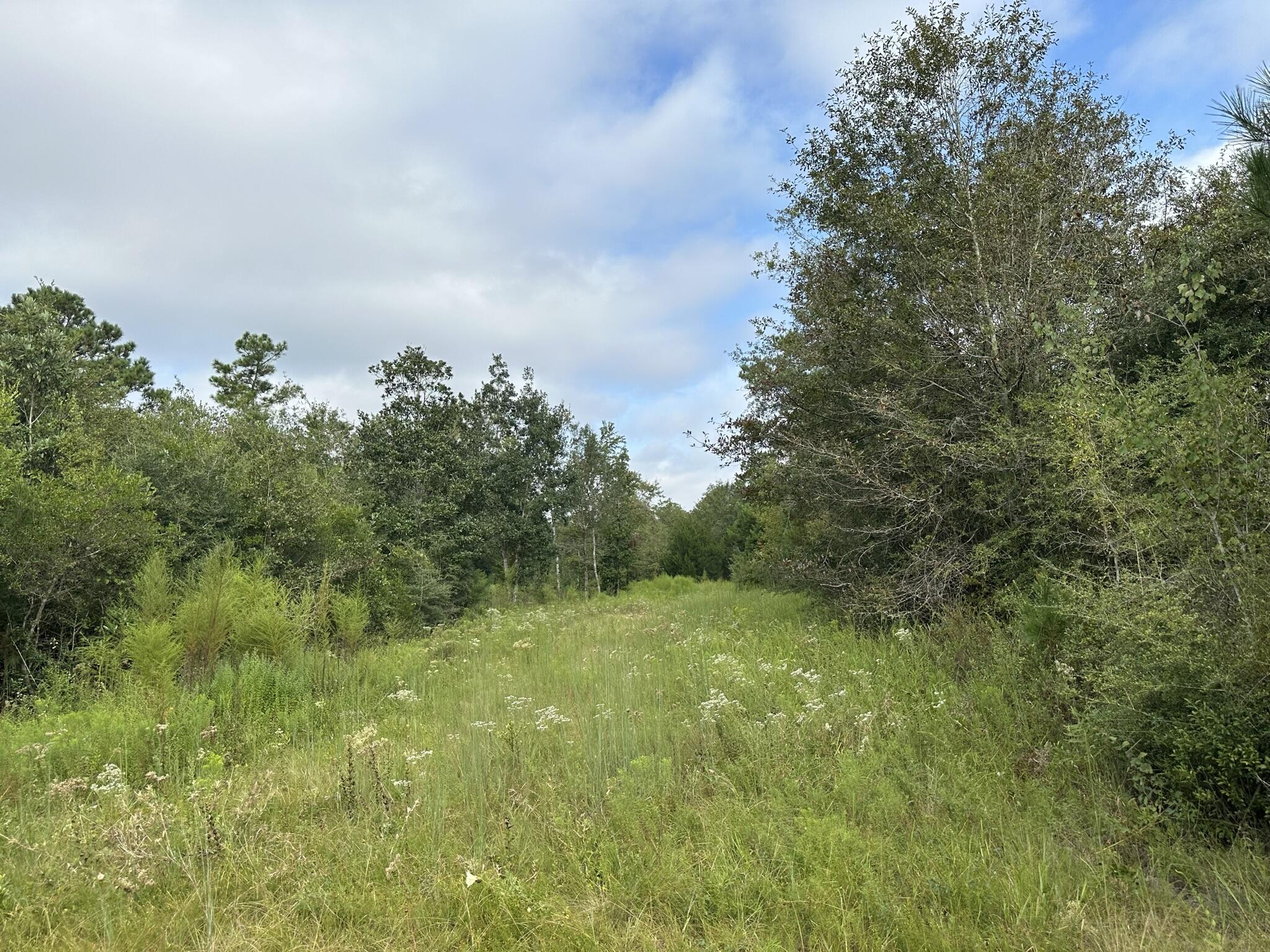 Tbd Valee Road Ponce de Leon, FL 32455 - Photo 4 of 17 IMG_4034