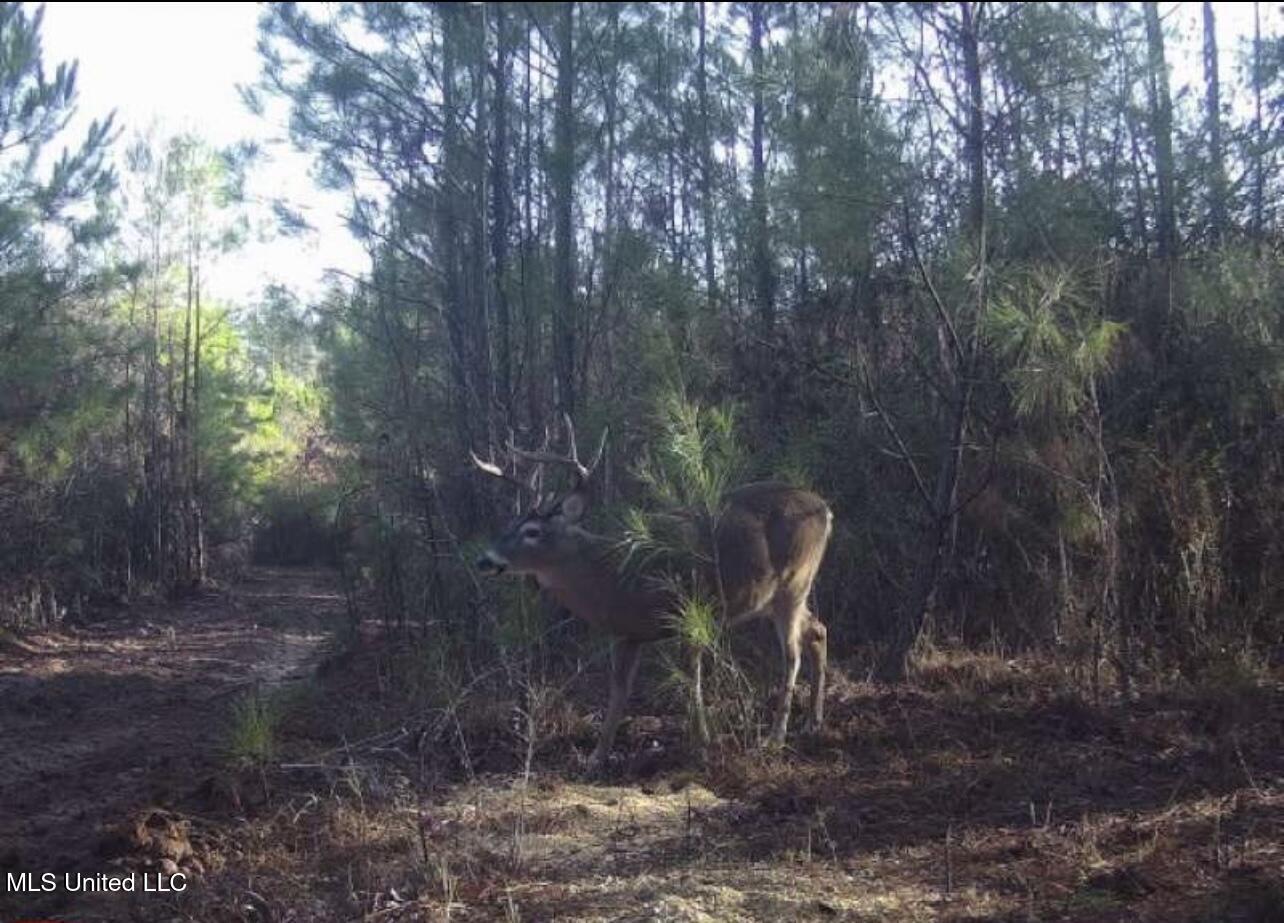 4058 McClain Road Liberty, MS 39645 - Photo 41 of 46 IMG_2933