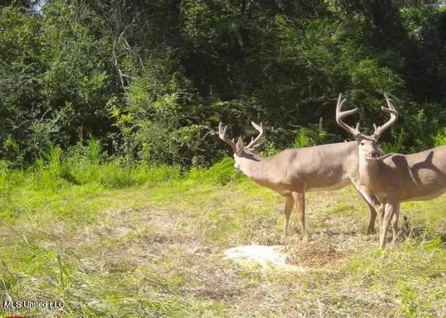 $550,000 | 4058 McClain Road, Liberty, MS 39645