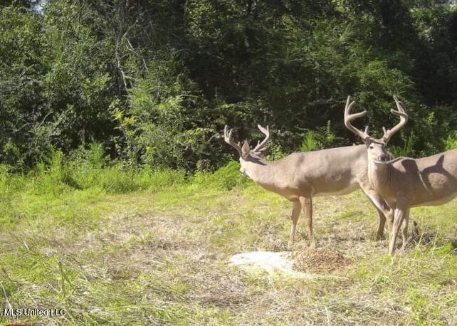4058 McClain Road Liberty, MS 39645 - Photo 42 of 46 IMG_2928