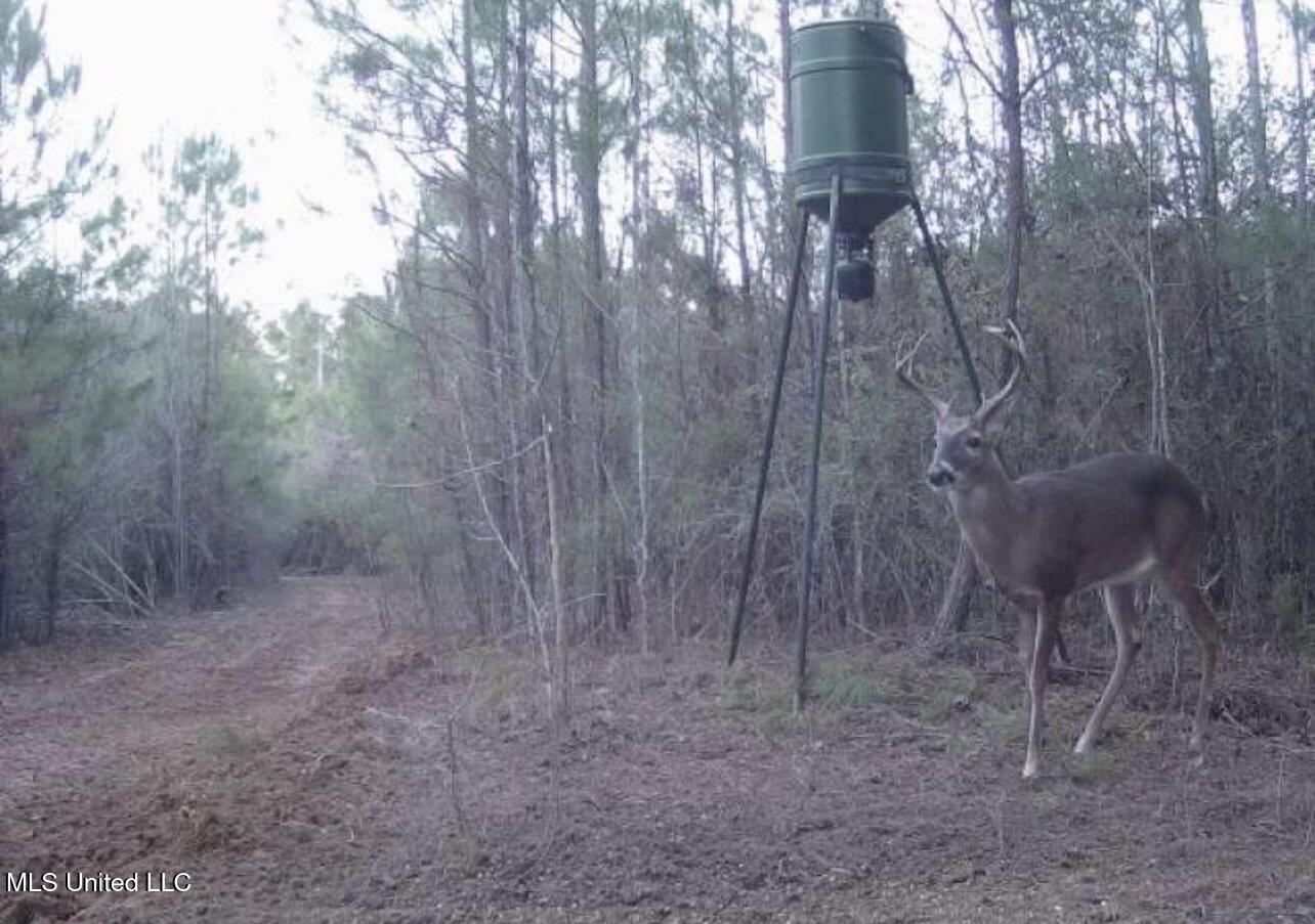 4058 McClain Road Liberty, MS 39645 - Photo 43 of 46 IMG_2934