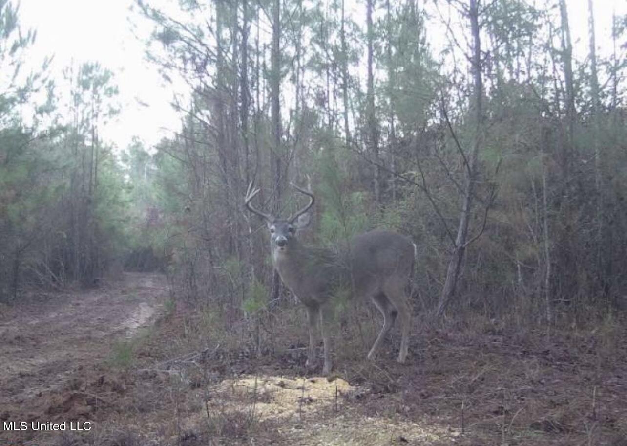 4058 McClain Road Liberty, MS 39645 - Photo 44 of 46 IMG_2932