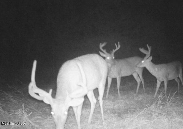 4058 McClain Road Liberty, MS 39645 - Photo 45 of 46 IMG_2929