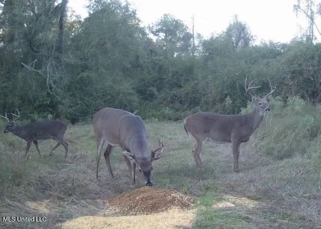 $550,000 | 4058 McClain Road, Liberty, MS 39645