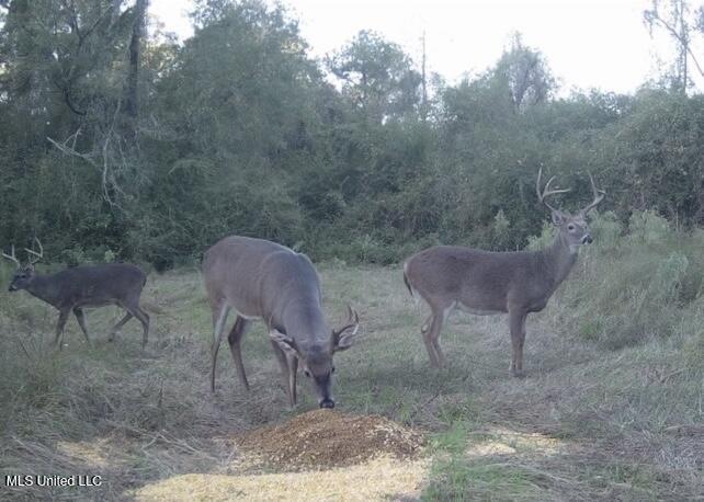 4058 McClain Road Liberty, MS 39645 - Photo 46 of 46 IMG_2931