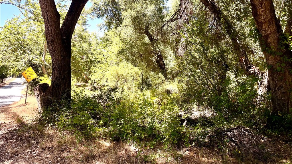 19 Hombre Lane Fallbrook, CA 92028 - Photo 8 of 21 a view of forest