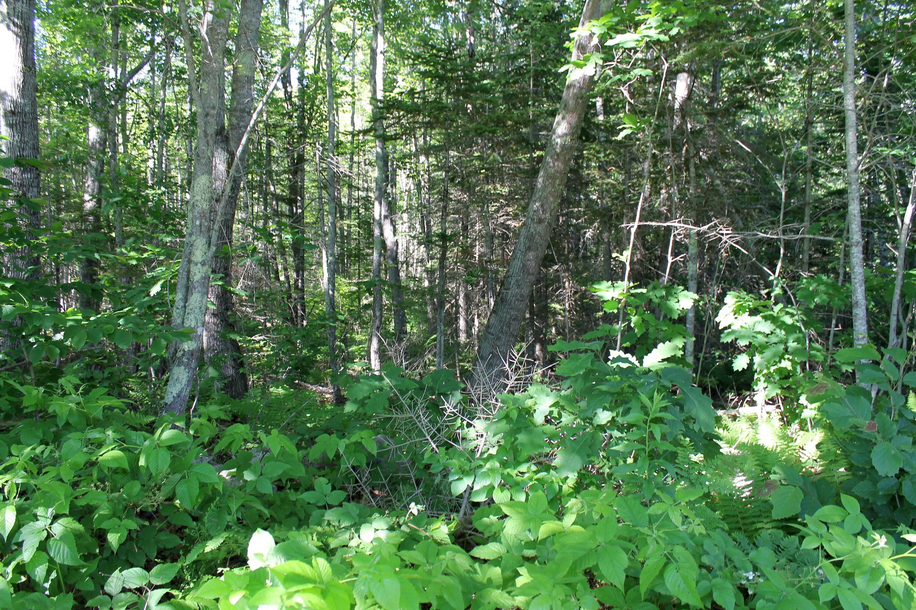 19 Ridge Road Belmont, ME 04952 - Photo 24 of 25 Woods
