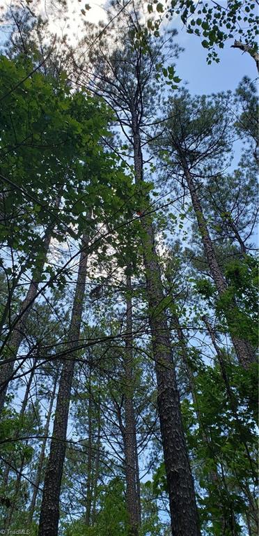 7820 McGee Road Rural Hall, NC 27045 - Photo 4 of 5 Tall Loblolly Pines on Wilma Properties land on McGee Rd