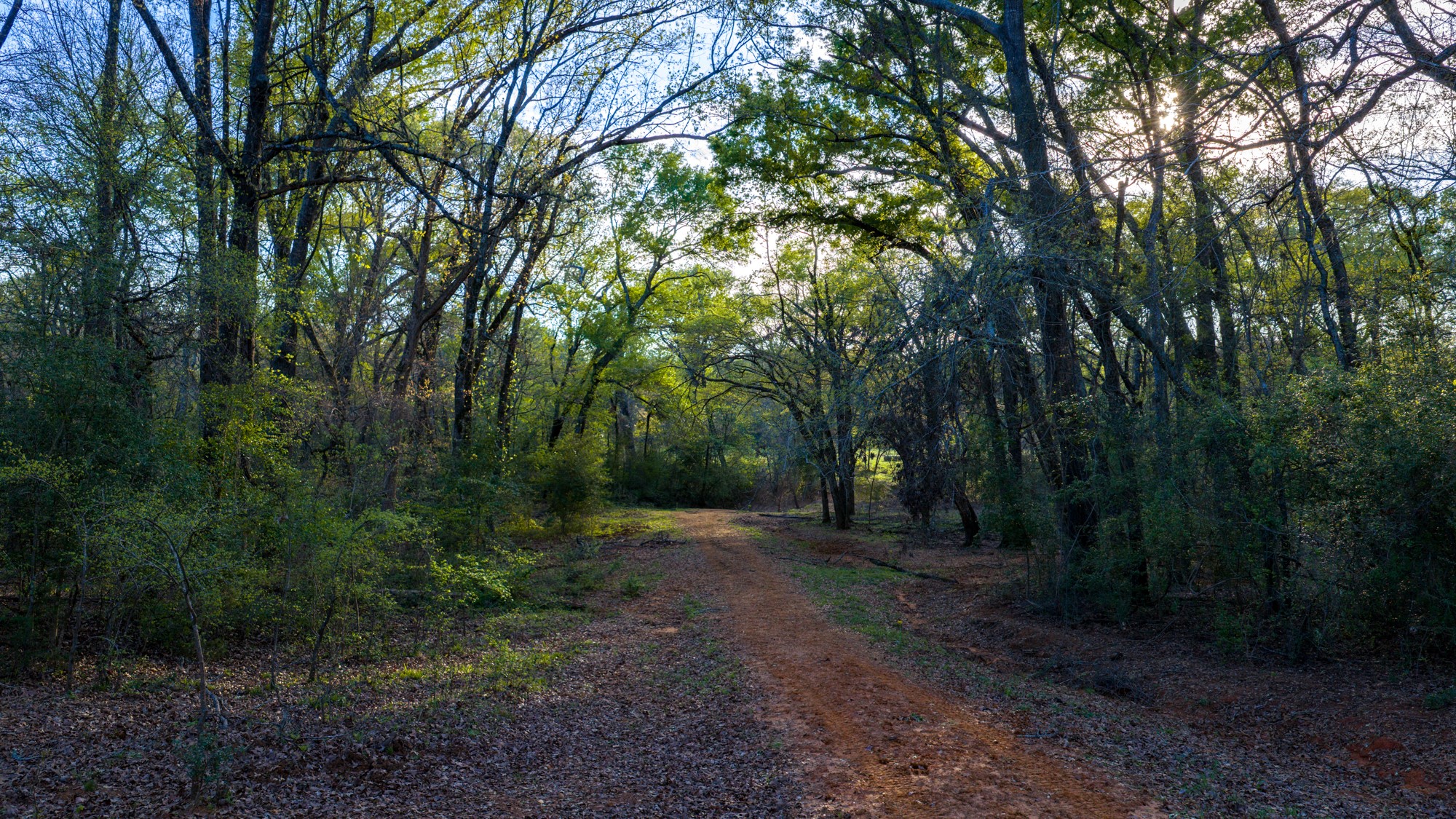 3773 Highway 7 Crockett, TX 75835 - Photo 15 of 35 a view of a forest with trees in the background