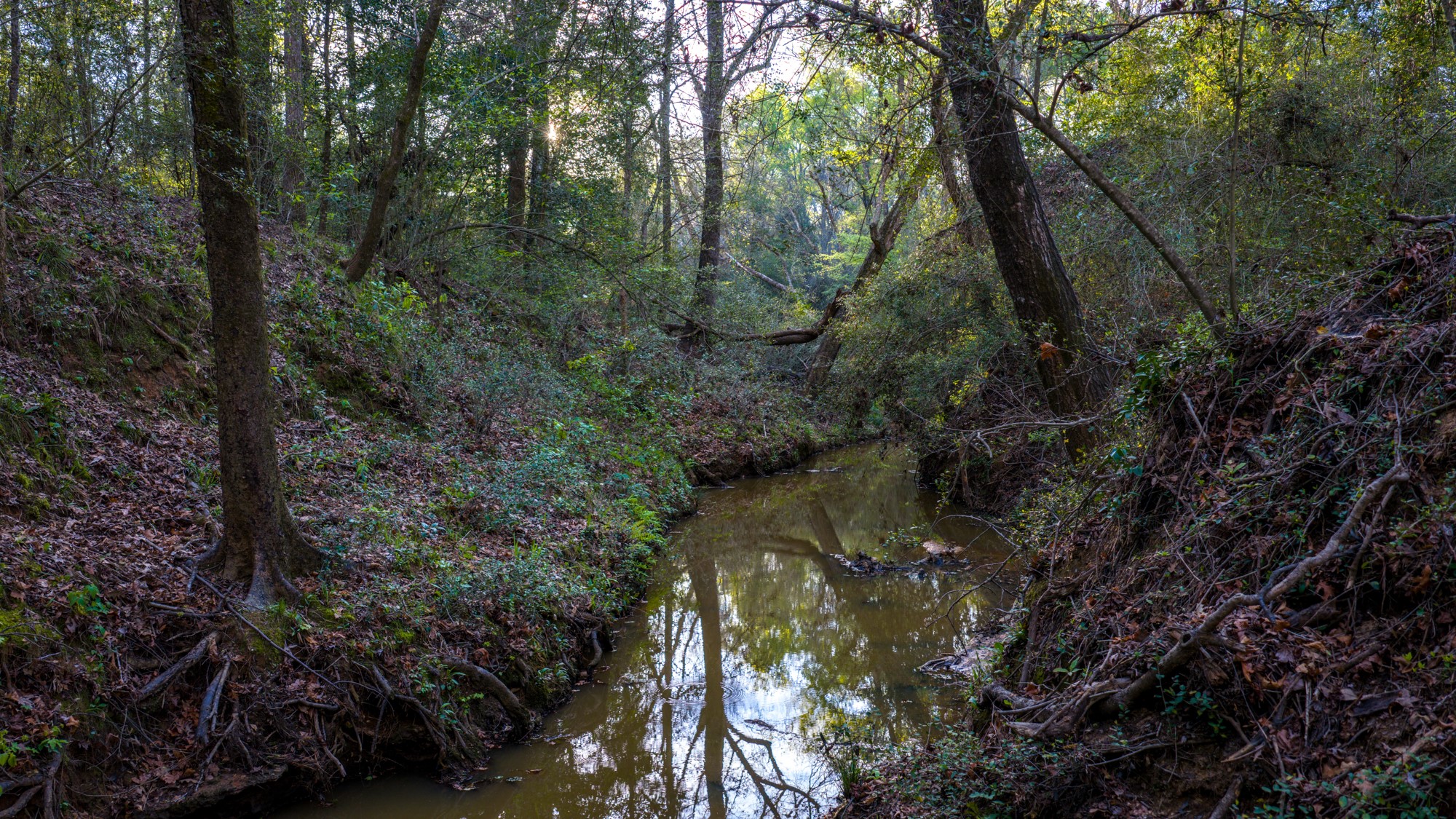 3773 Highway 7 Crockett, TX 75835 - Photo 7 of 35 a view of a forest with a tree