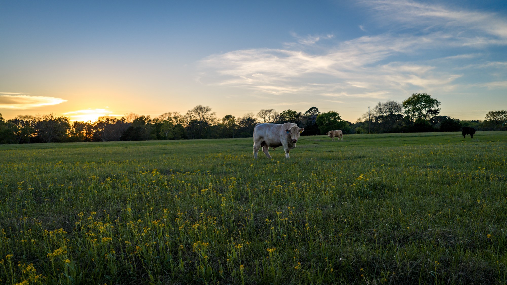 3773 Highway 7 Crockett, TX 75835 - Photo 10 of 35 a view of grassy field with trees
