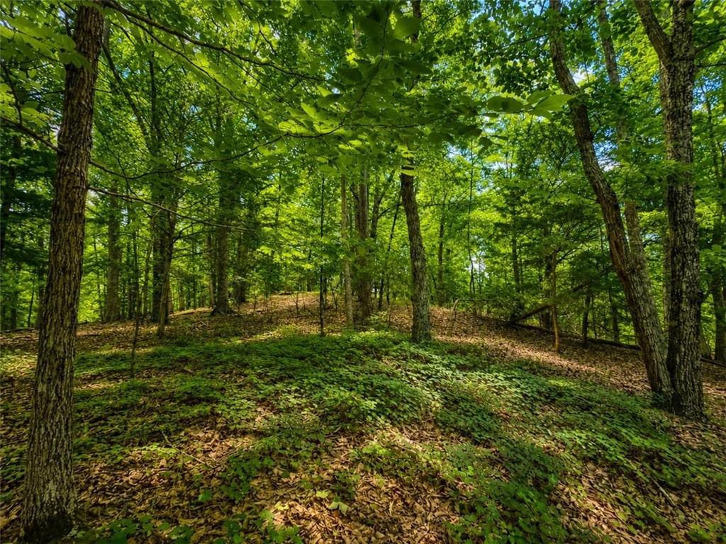 0 Gadsden Road Southwest Cave Spring, GA 30124 - Photo 3 of 19 a big yard with lots of green space and trees