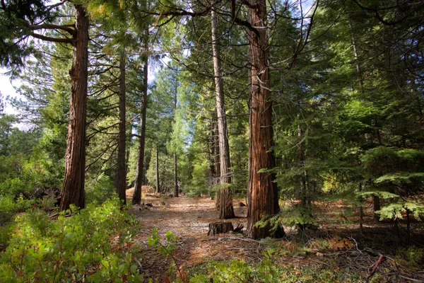 a view of forest