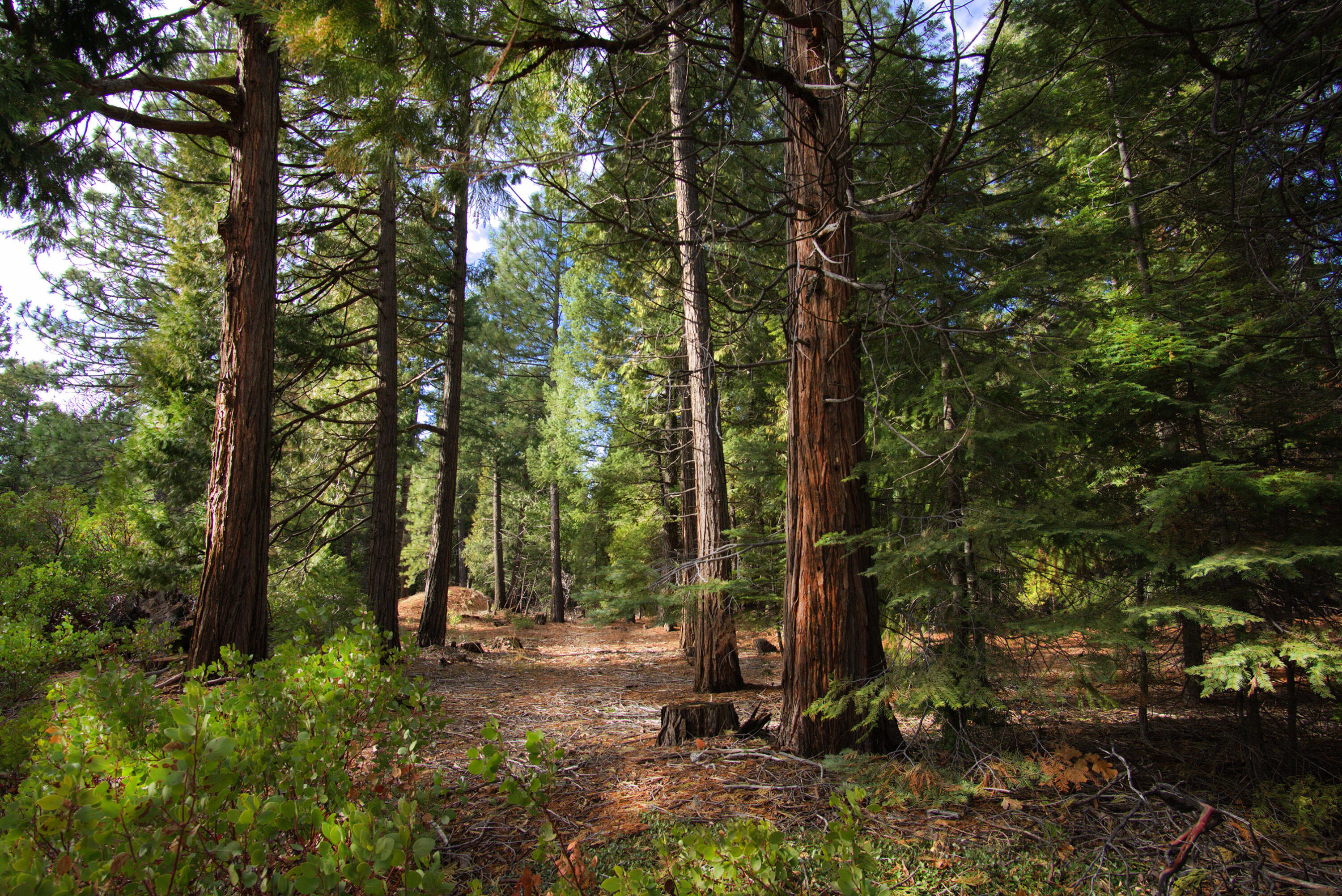 Lot 1 Ritts Mill Road Shingletown, CA 96088 - Photo 1 of 5 a view of forest