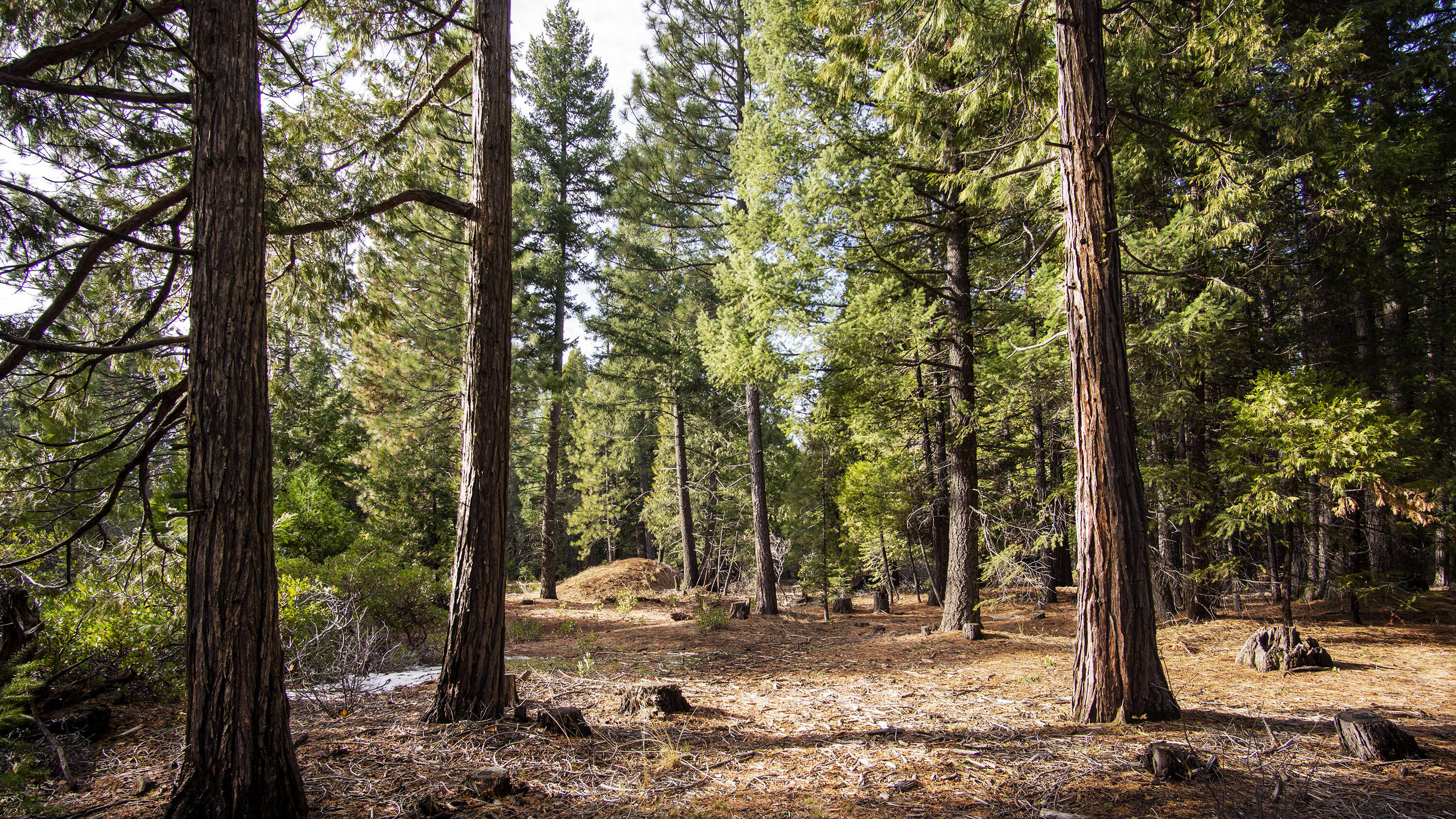Lot 1 Ritts Mill Road Shingletown, CA 96088 - Photo 2 of 5