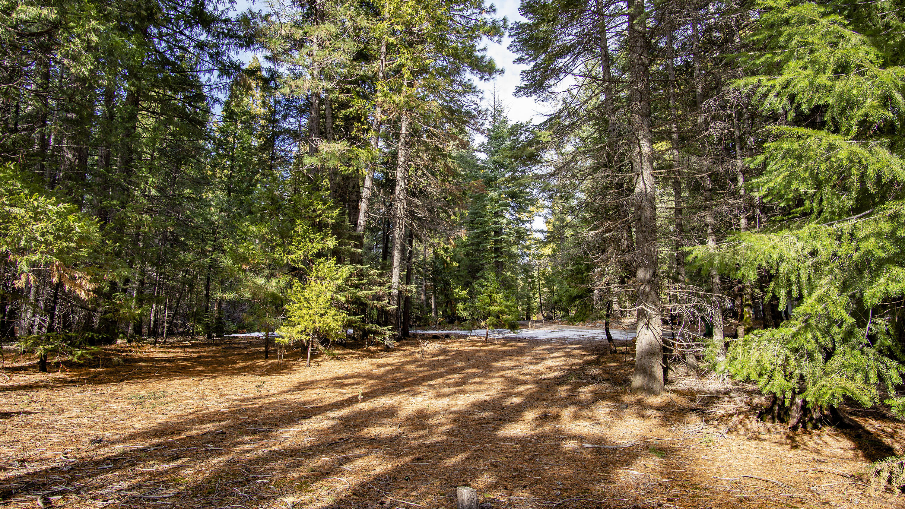 Lot 1 Ritts Mill Road Shingletown, CA 96088 - Photo 4 of 5 a view of outdoor space with trees