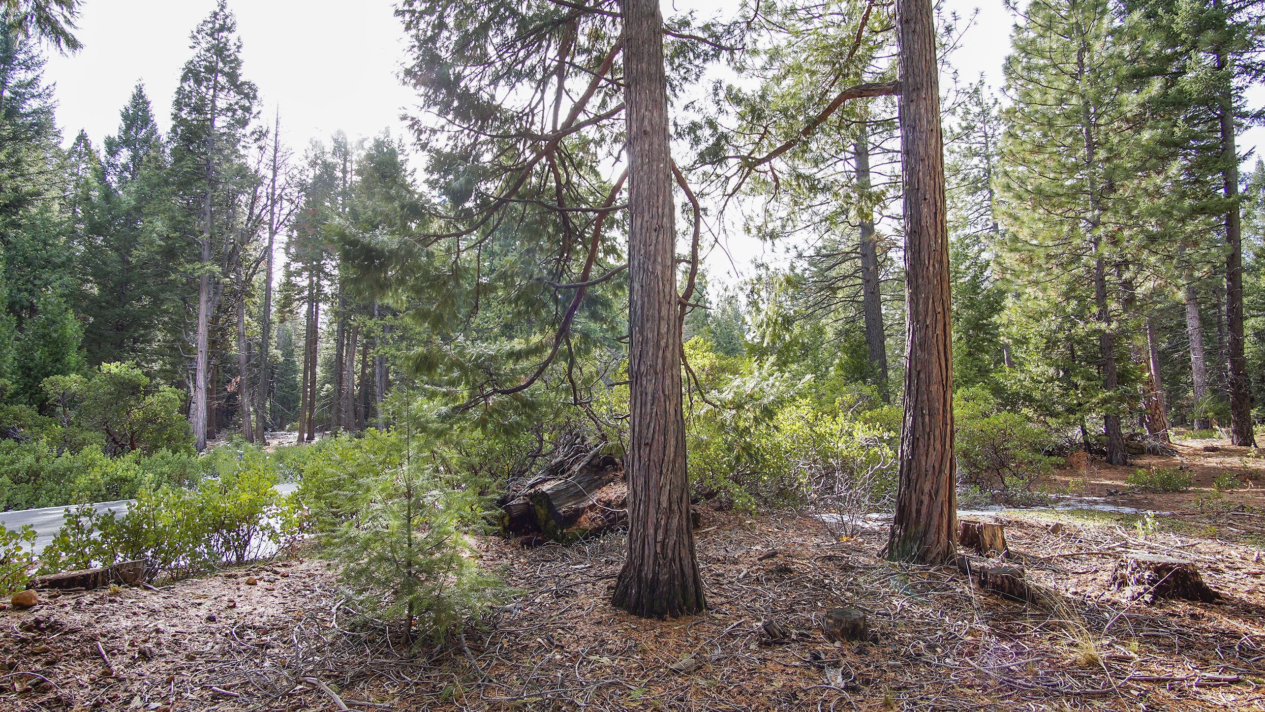 Lot 1 Ritts Mill Road Shingletown, CA 96088 - Photo 5 of 5 a view of a forest filled with trees