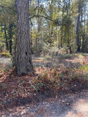 0 La Dolce Avenue Ridgeville, SC 29472 - Photo 3 of 5 La Dolce