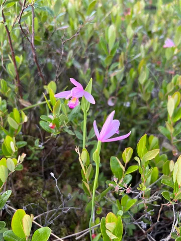 $95,000 | * Bog Road, Stratford, NH 03590