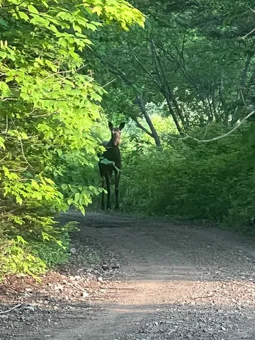 $95,000 | * Bog Road, Stratford, NH 03590