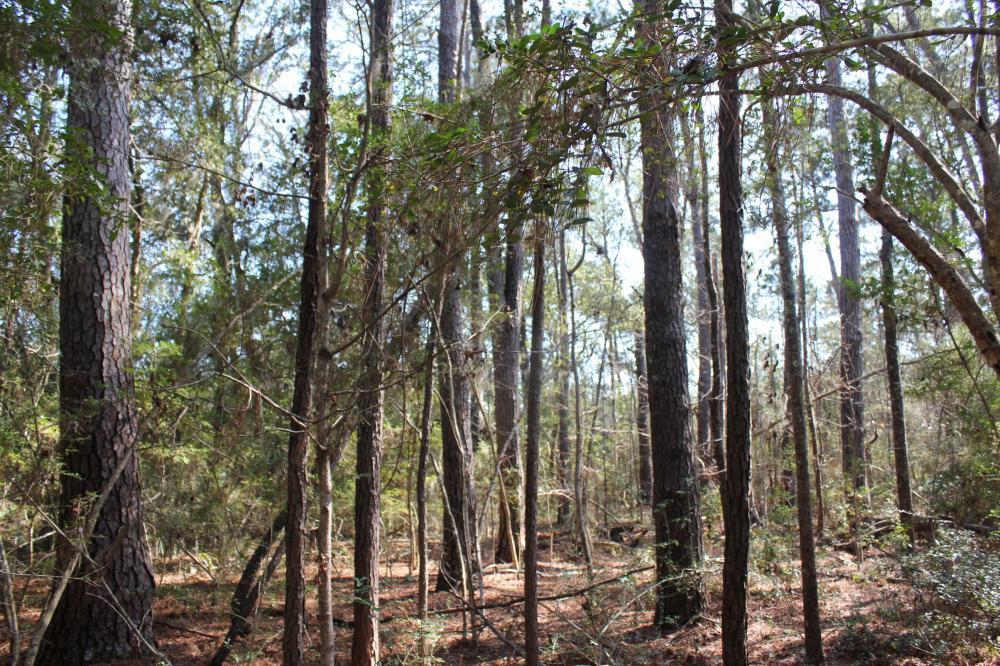 4756 Toogoodoo Farm Road Meggett, SC 29449 - Photo 11 of 13 11