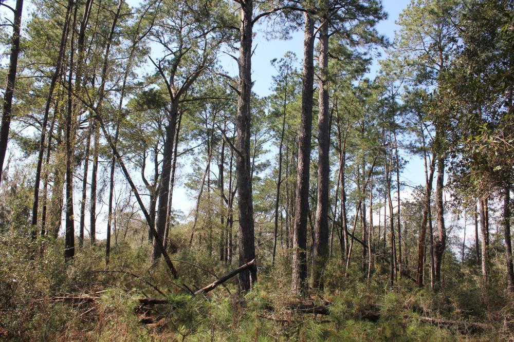 4756 Toogoodoo Farm Road Meggett, SC 29449 - Photo 13 of 13 13